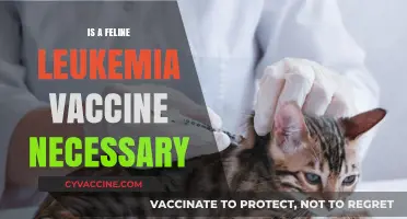Feline Leukemia Vaccine: A Necessary Shield for Your Cat's Health?