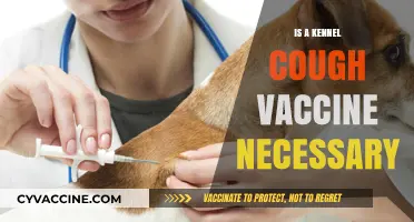 Protecting Your Pup: The Importance of Kennel Cough Vaccination