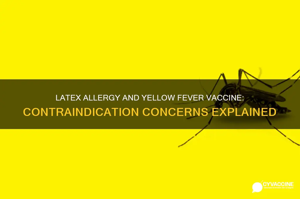 is a latex allergy contraindicated to the yellow fever vaccine