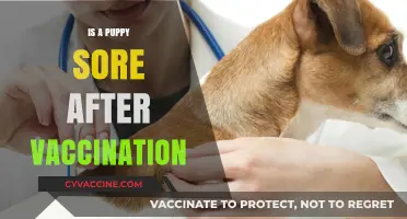 Post-Vaccination Puppy Care: Easing Your Furry Friend's Discomfort