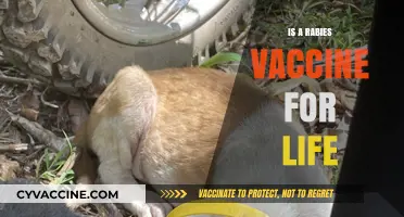 Lifetime Immunity: The Truth About Rabies Vaccines