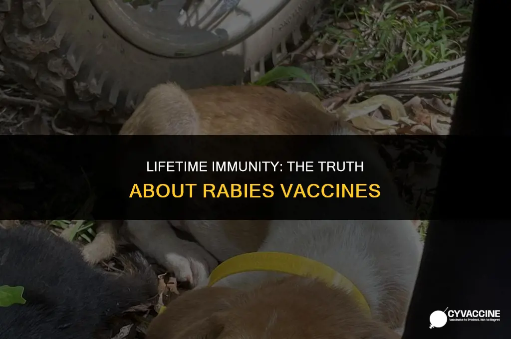 is a rabies vaccine for life