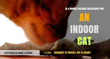Is a Rabies Vaccine Essential for Indoor Cats? Expert Insights