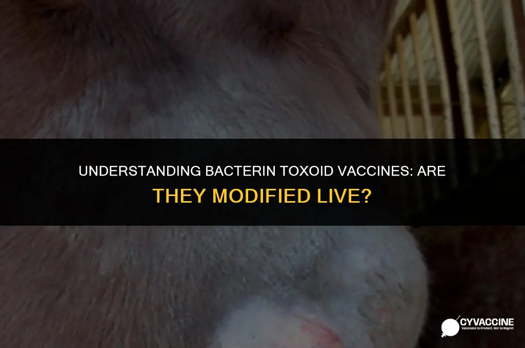 is bacterin toxoid vaccine modified live