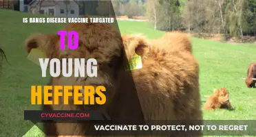 Bangs Disease Vaccine: Targeting Young Heifers for Effective Prevention
