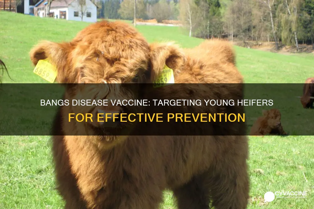 is bangs disease vaccine targated to young heffers