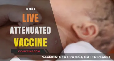 Understanding BCG: The Live Attenuated Vaccine for Tuberculosis