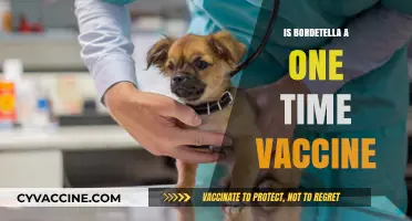 Understanding Bordetella Vaccination: Is It a One-Time Shot?