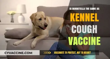 Bordetella vs. Kennel Cough Vaccine: Understanding the Difference