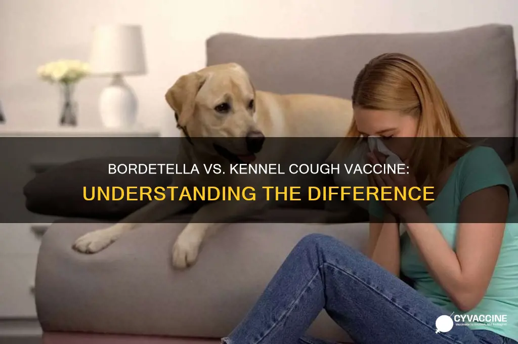 is bordetella the same as kennel cough vaccine