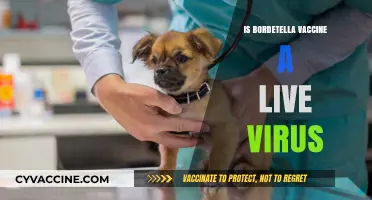 Unveiling the Truth: Is the Bordetella Vaccine a Live Virus?