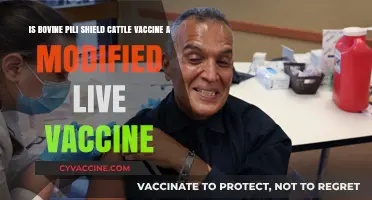 Bovine Pili Shield: Understanding Its Modified Live Vaccine Status