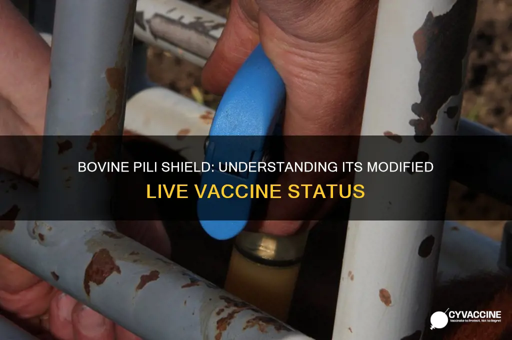 is bovine pili shield cattle vaccine a modified live vaccine