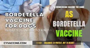 Bronchicine vs. Bordetella Vaccine: Understanding the Differences and Similarities