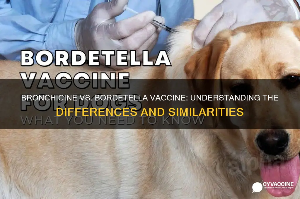is bronchicine vaccine the same as bordetella vaccine