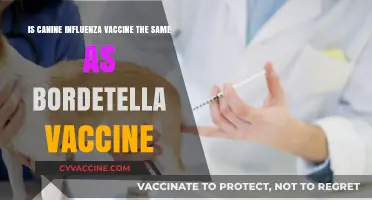 Canine Influenza vs. Bordetella Vaccine: Understanding the Key Differences