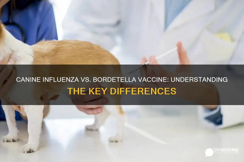 is canine influenza vaccine the same as bordetella vaccine