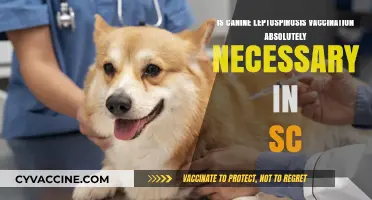 Is Lepto Vaccination Essential for Dogs in South Carolina?