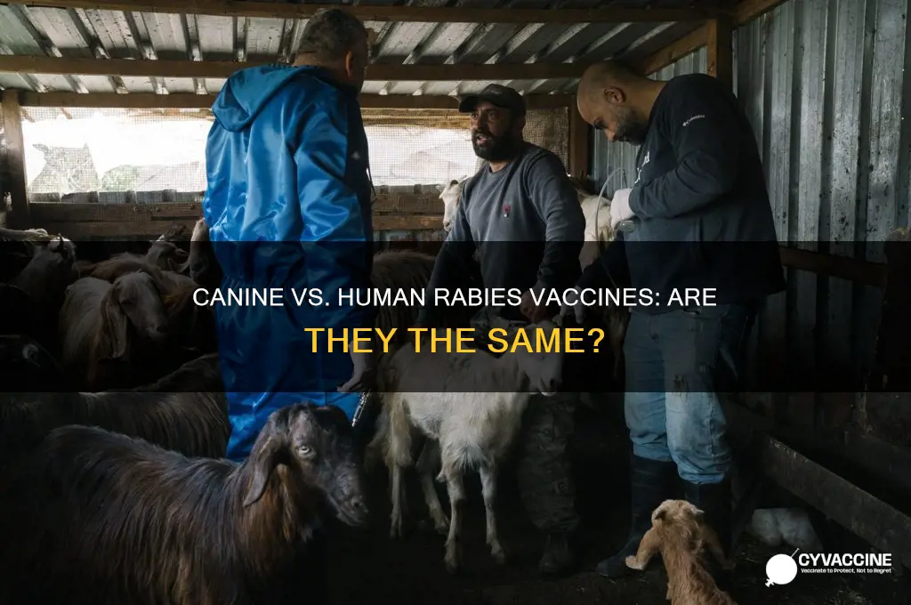 is canine rabies vaccine the same as human rabies vaccine