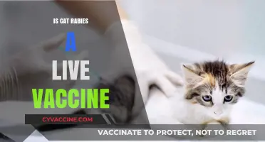 Understanding Cat Rabies Vaccines: Are They Live or Inactivated?