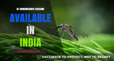 Chikungunya Vaccine Availability in India: A Comprehensive Update