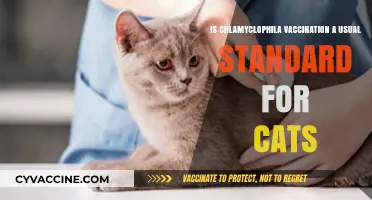Is Chlamydophila Vaccination Standard for Cats? What Owners Should Know