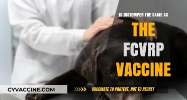 Distemper vs. FCV/FVRP Vaccine: Understanding the Differences and Protections