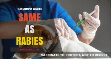 Distemper vs. Rabies: Understanding the Differences in Vaccination