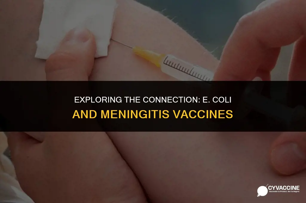 is e coli in meningitis vaccine