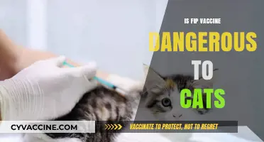 Exploring the Safety of FIP Vaccines for Cats: Myths and Facts