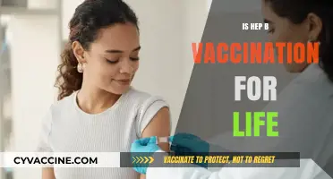 Is Hepatitis B Vaccination Lifelong? Understanding Immunity and Protection
