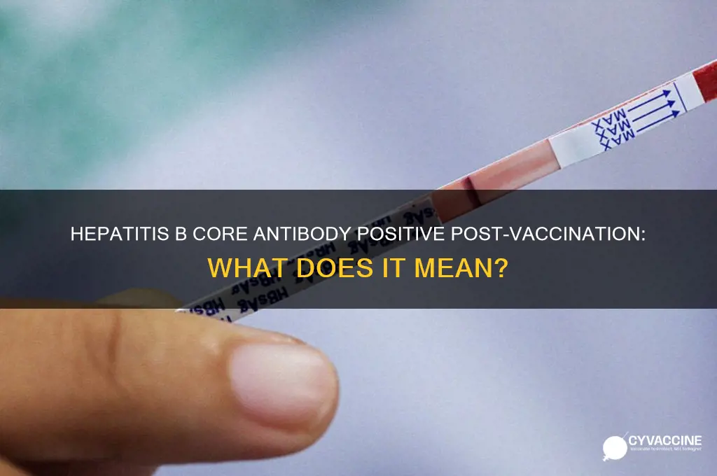 is hepatitis b core antibody positive after vaccination