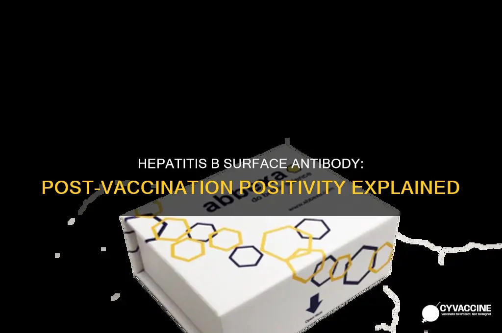 is hepatitis b surface antibody positive after vaccination