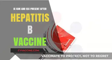 Hepatitis B Vaccine: Understanding IgM and IgG Antibody Presence Post-Vaccination