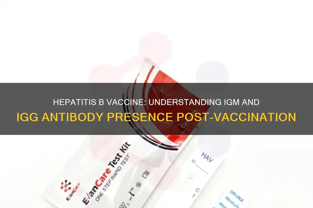 is igm and igg present after hepatitis b vaccine