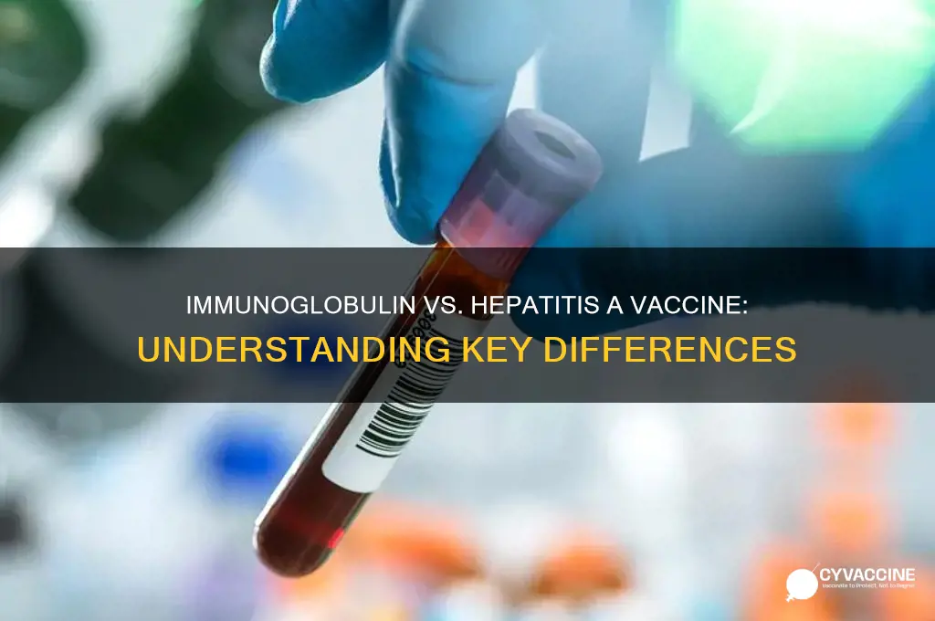 is immunoglobulin the same as hepatitis a vaccine