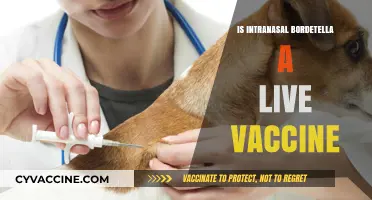 Understanding Intranasal Bordetella: A Live Vaccine Perspective