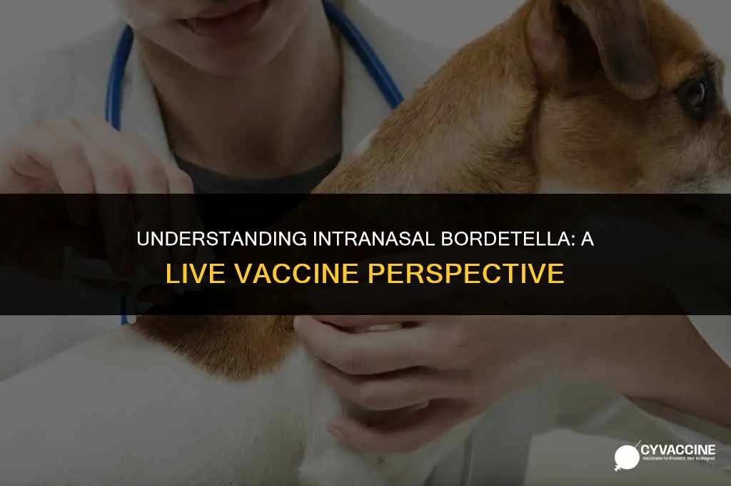 is intranasal bordetella a live vaccine