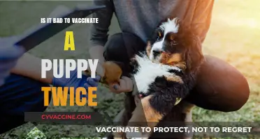 Double Puppy Vaccinations: Risks, Benefits, and Expert Recommendations