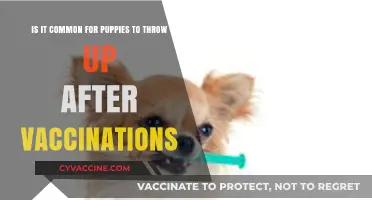 Puppy Vaccination Side Effects: Is Vomiting Normal After Shots?