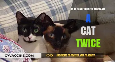 Double Cat Vaccination: Risks, Safety, and What Owners Need to Know
