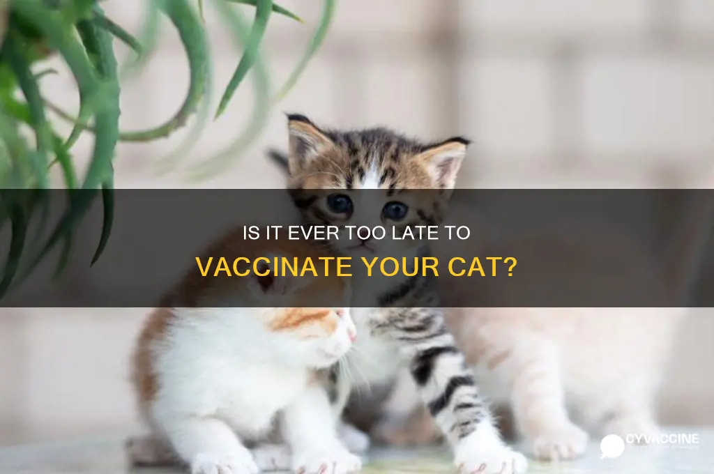 is it ever too late to vaccinate my cat