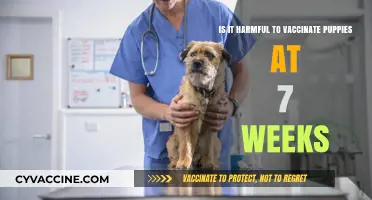 Vaccinating Puppies at 7 Weeks: Potential Risks and Benefits Explained
