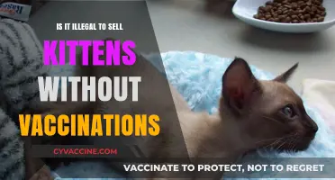 Selling Kittens Without Vaccinations: Legal Implications and Ethical Concerns