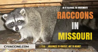 Is Vaccinating Raccoons in Missouri Against the Law? Find Out