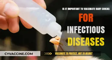 Protecting Baby Chicks: The Importance of Vaccinating Against Infectious Diseases