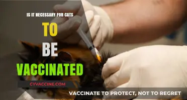 Are Cat Vaccinations Essential for Your Feline's Health?