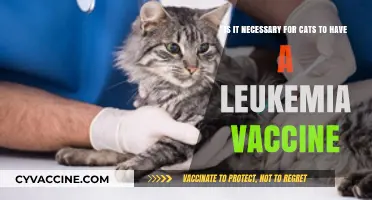 Leukemia Vaccine for Cats: Essential or Optional? Expert Insights