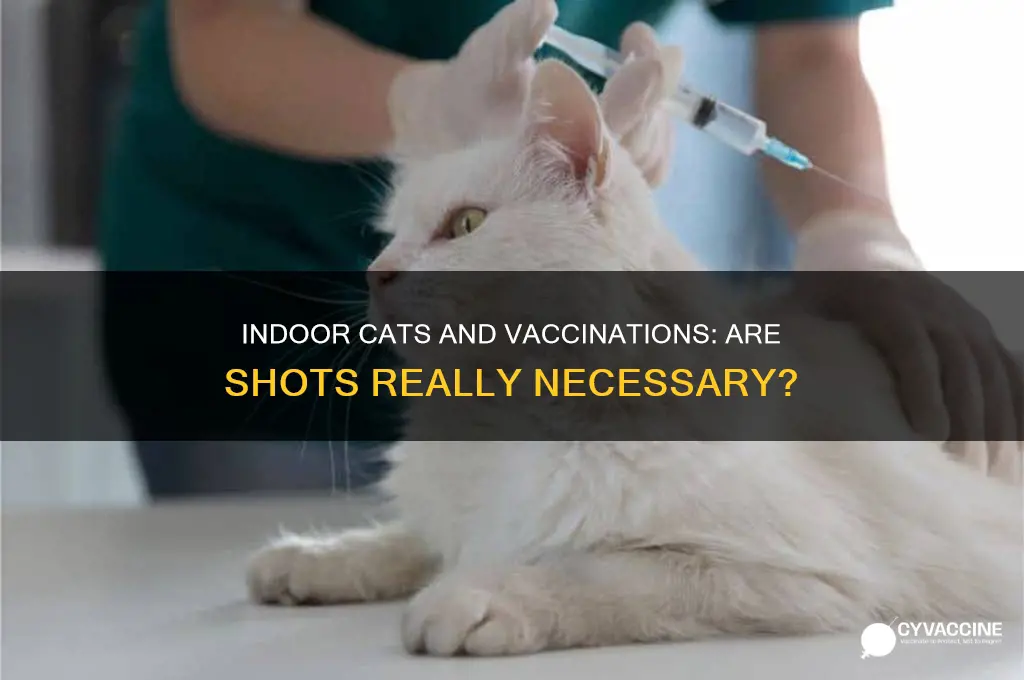 is it necessary to have indoor cats vaccinated