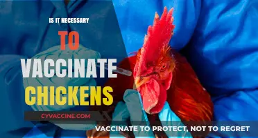 Protecting Your Flock: The Importance of Chicken Vaccinations
